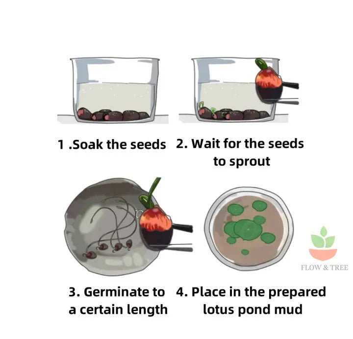 Multicolor Lotus Bonsai Seeds – ( BUY 1 GET 1 FREE ) 100 SEEDS | 7 Days Germination