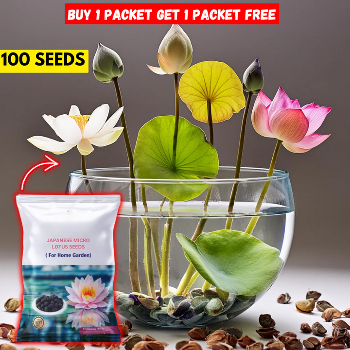 Multicolor Lotus Bonsai Seeds – ( BUY 1 GET 1 FREE ) 100 SEEDS | 7 Days Germination