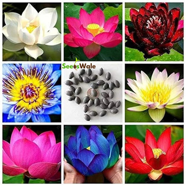 Multicolor Lotus Bonsai Seeds – ( BUY 1 GET 1 FREE ) 100 SEEDS | 7 Days Germination