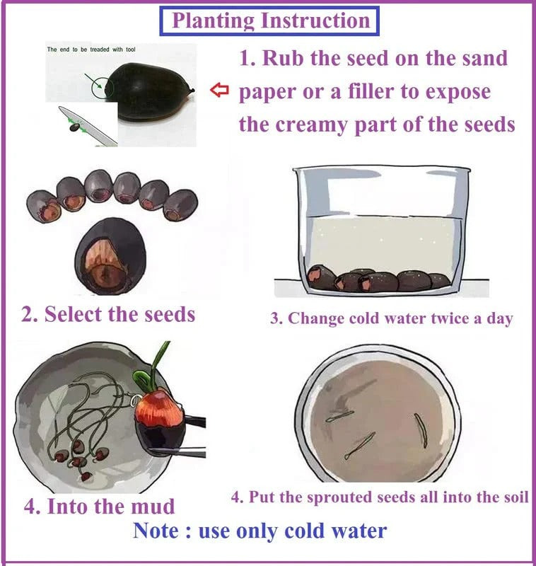 Multicolor Lotus Bonsai Seeds – ( BUY 1 GET 1 FREE ) 100 SEEDS | 7 Days Germination