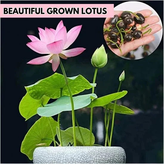 Multicolor Lotus Bonsai Seeds – ( BUY 1 GET 1 FREE ) 100 SEEDS | 7 Days Germination