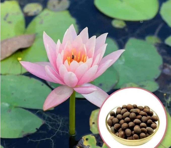 Multicolor Lotus Bonsai Seeds – ( BUY 1 GET 1 FREE ) 100 SEEDS | 7 Days Germination